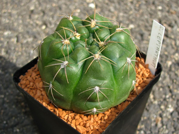 Gymnocalycium leptanthum