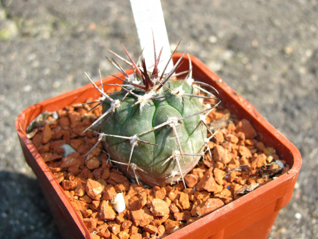 Gymnocalycium bozsingianum JO 1130.1