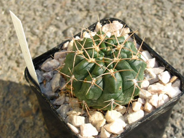 Gymnocalycium ritterianum