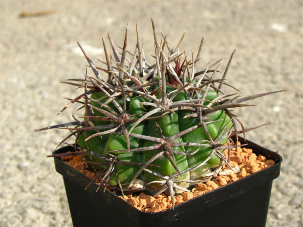 Gymnocalycium horridispinum