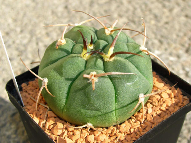 Gymnocalycium bayrianum, Sierra Acosti