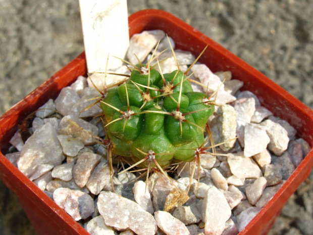 Gymnocalycium monvillei v. steinerii LF 95a