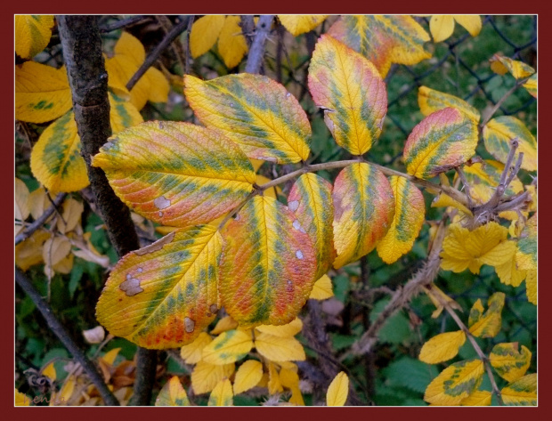 kolory jesieni #drzewa #jesień #kolory
