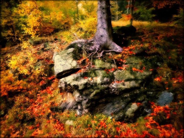 Skała przy Srebrnej Drodze (szlaku fioletowym) z Przełęczy Walimskiej na Przełęcz Sokolą #DolnyŚląsk #drzewa #flora #góry #GórySowie #las #PrzełęczWalimska #skały #SrebrnaDroga #Sudety #SzlakFioletowy #WielkaSowa #jesień