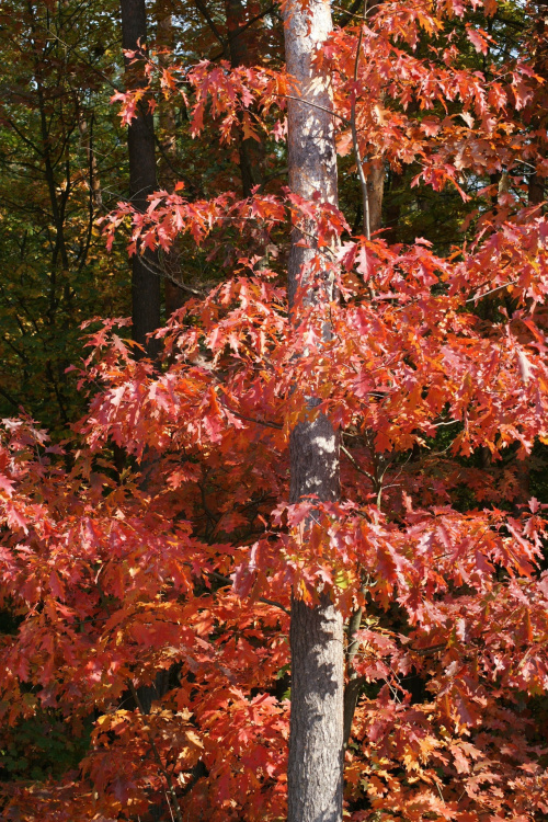 kolory jesieni #autumn #jesień #las #oak #przyroda #wood