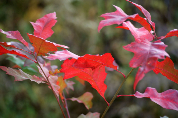 kolory jesieni #autumn #jesień #las #oak #przyroda #wood