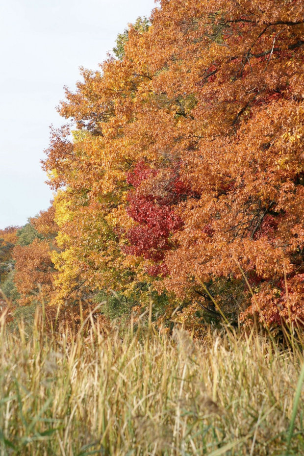 kolory jesieni #autumn #jesień #las #oak #przyroda #wood