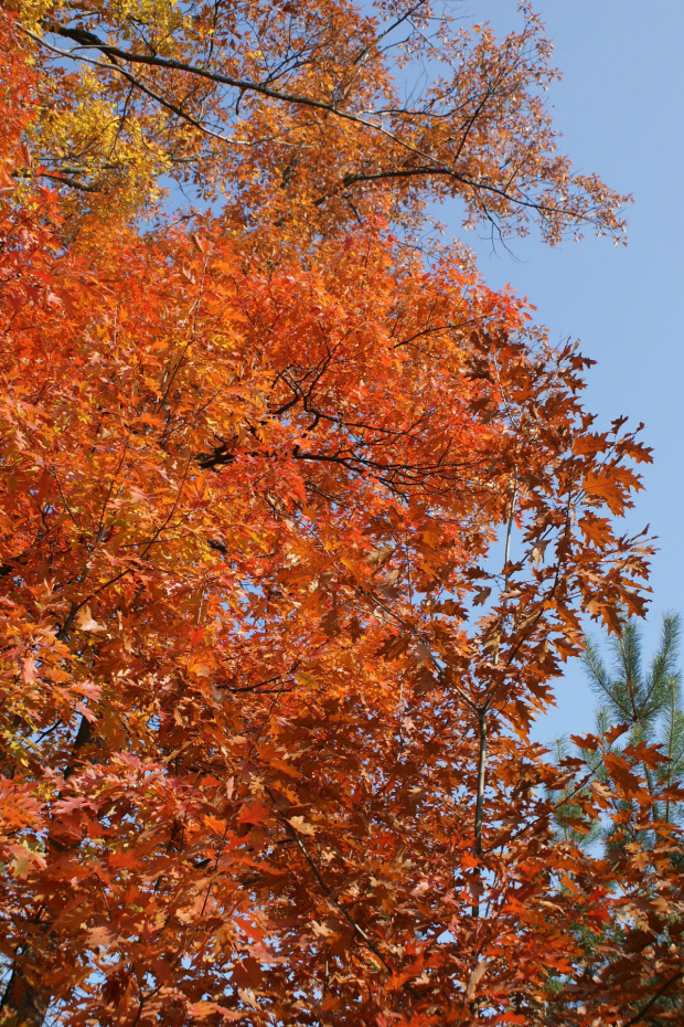 kolory jesieni #autumn #jesień #las #oak #przyroda #wood