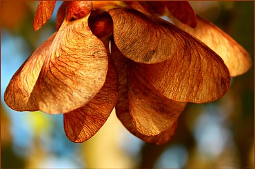 III-Klon - owoc ... w dzieciństwie mówiliśmy na nie noski :) #Klon #nasiona #owoc