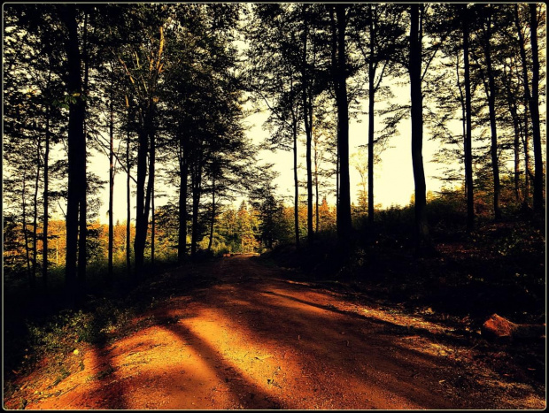 Srebrna Droga (szlak fioletowy) z Przełęczy Walimskiej na Przełęcz Sokolą #DolnyŚląsk #drzewa #flora #góry #GórySowie #jesień #las #PrzełęczSokola #PrzełęczWalimska #SrebrnaDroga #Sudety #SzlakFioletowy #WielkaSowa