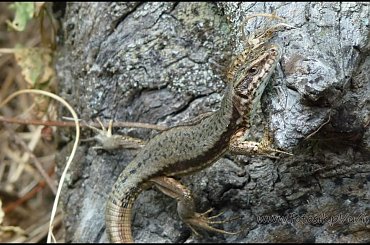 #MassinoVisconti #SanSalvador #Sanktuarium #Włochy