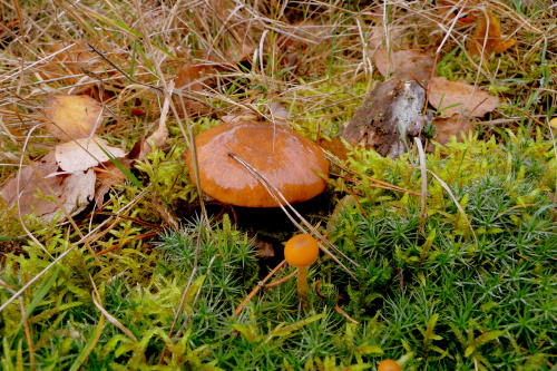 A w lesie nadal można spotkać grzyby:)