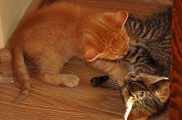 #Kociaki #koty #kotki