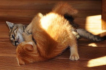 #Kociaki #koty #kotki