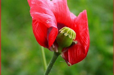 Mak ... po przejściach :) #Mak #kwiat