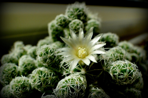 ...a kaktus kwitnie w najlepsze:)