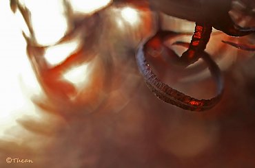 listkowo #liście #natura #rosliny