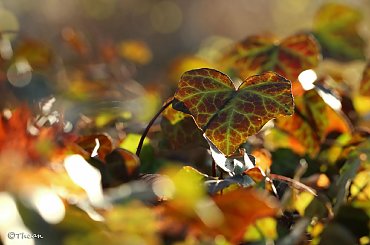 listkowo #liście #natura #rosliny