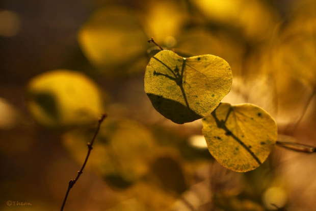 na żółto #liście #natura #rosliny