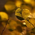 na żółto #liście #natura #rosliny