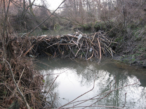 Tama na rzece Dobruchna, wys. około 1 metr, 27 gru 2013 #Dobruchna #bobry #TamaBobrów