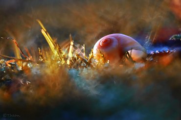 Muszelkowo ... #bokeh #makro #muszelka