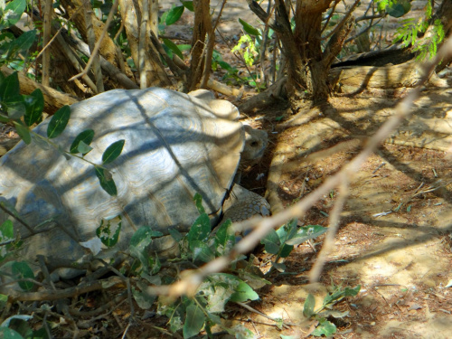 Senegal