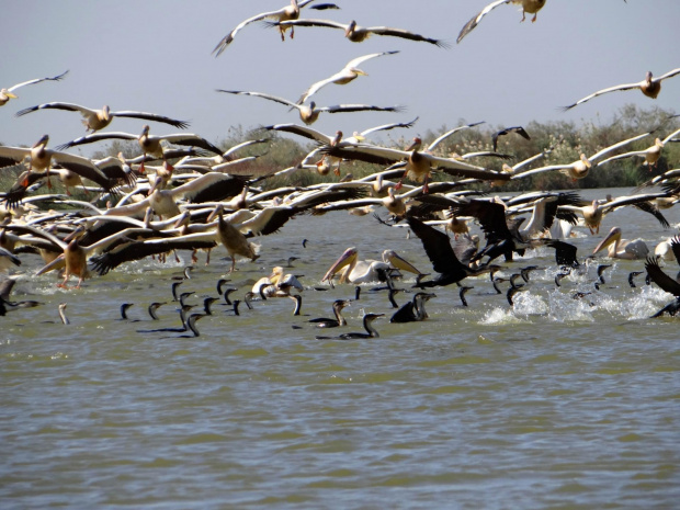 Senegal