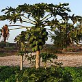 Senegal. Papaja #Senegal
