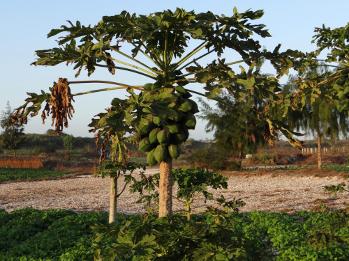 Senegal. Papaja #Senegal