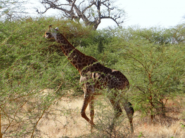 Senegal