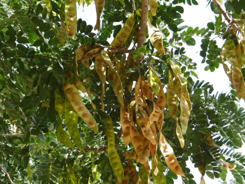 Senegal