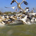 Senegal. Pelikany z Djoudj #Senegal