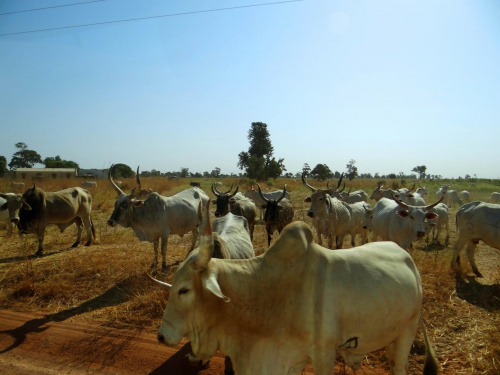 Senegal. Miejscowe bydło. Zebu #Senegal