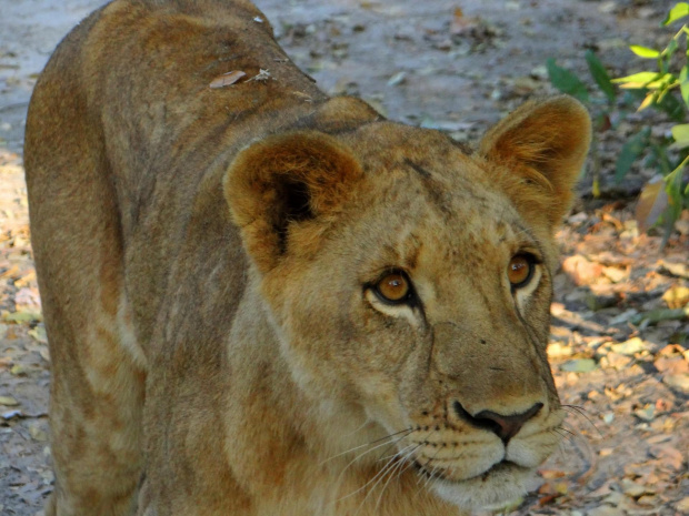 Senegal