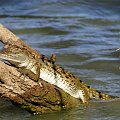 Senegal. Krokodyl. #Senegal