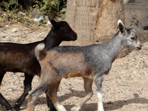 Senegal