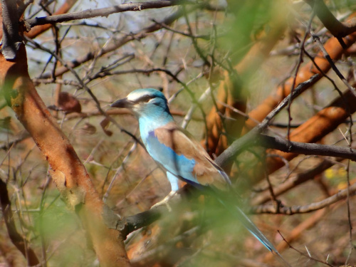 Senegal. King Fisher #Senegal