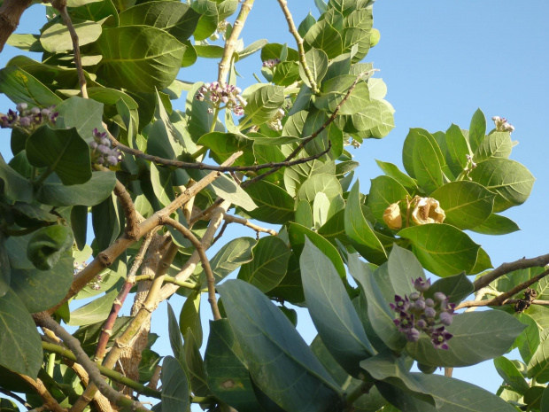 Senegal