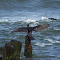 kormoran zwyczajny