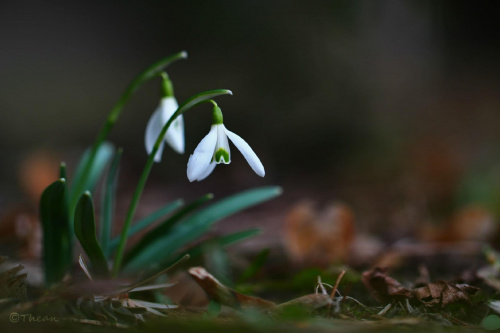 Przebiśniegi ... #przebiśniegi #wiosna #białe #kwiaty