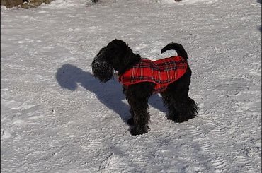 #góry #podróże #sznaucer #Zakopane #zima