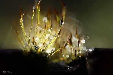 Porosty... #bokeh #makro #mchy #porosty