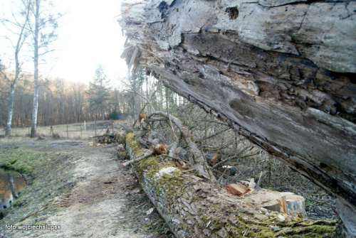 Park Połczyn Zdrój