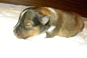 szczenięta urodzone 24.02.2014 #DomiPearl #OwczarekSzetlandzki #OwczarkiSzetlandzkie #sheltie