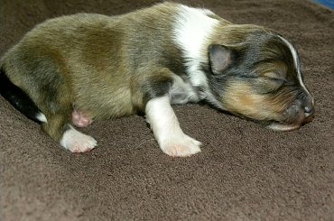 Domi Pearl miot U owczarek szetlandzki #OwczarekSzetlandzki