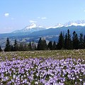 Wiosna w Tatrach i na Podtatrzu #krokusy #Tatry #Wiosna #Zakopane