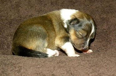 Domi Pearl miot U owczarek szetlandzki #OwczarekSzetlandzki