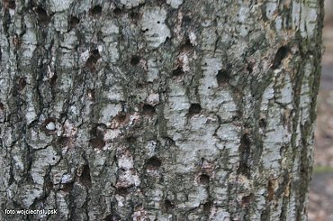 Połczyn Zdrój #Uzdrowisko #park