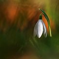 Przebiśnieg ... #biały #kwiat #przebiśnieg #wiosna
